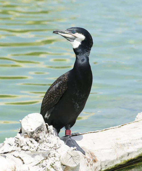 Великий Баклан Phalacrocorax Carbo Сидел Бревне — стоковое фото