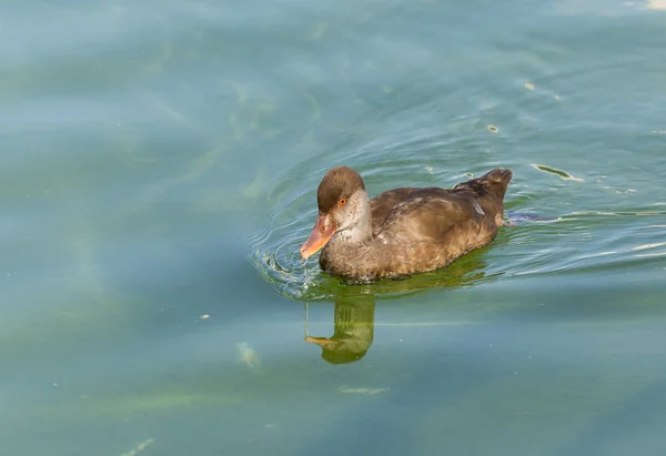 Männchen Der Rothaubenpochard Netta Rufina Eclipse Gefieder — Stockfoto