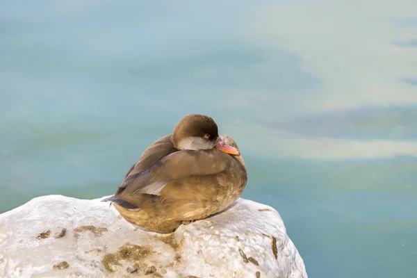 Männchen Der Rothaubenpochard Netta Rufina Eclipse Gefieder — Stockfoto