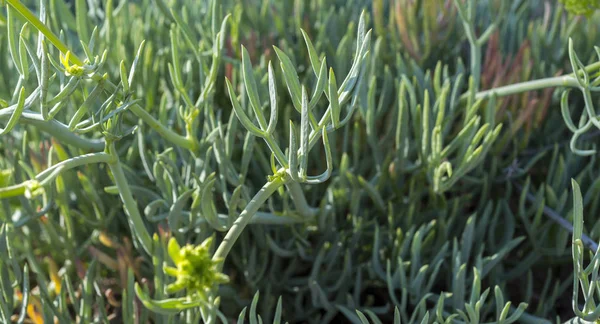 Nahaufnahme Der Blätter Von Felsamphir Crithmum Maritimum Ist Eine Küstenpflanze — Stockfoto