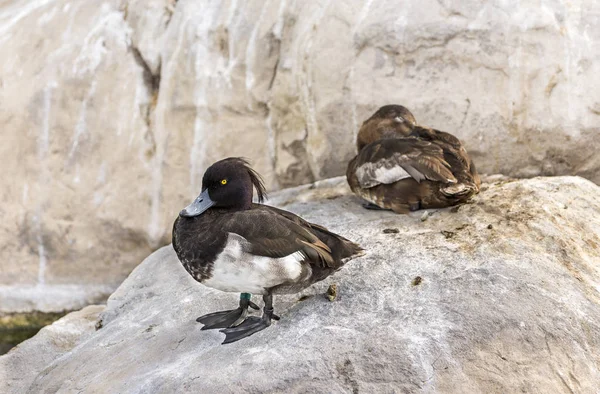 Zwei Büschel Enten Aythya Fuligula Die Auf Einem Felsen Ruhen — Stockfoto