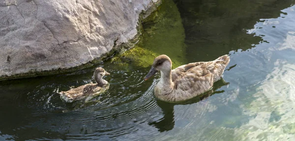 Női Piros Búbos Réce Netta Rufina Val Egy Kiskacsa — Stock Fotó