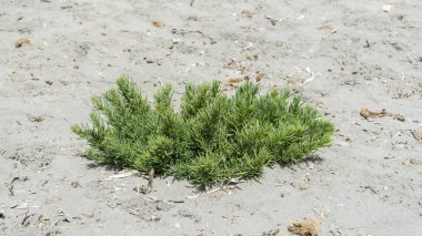 Seepweed, Suaeda spicata close-up. Tuzlu topraklar ve kayalık sahil şeridi floodable kova yetişir Akdeniz bir bitkidir. Fotoğraf Santa Pola, Alicante, İspanya