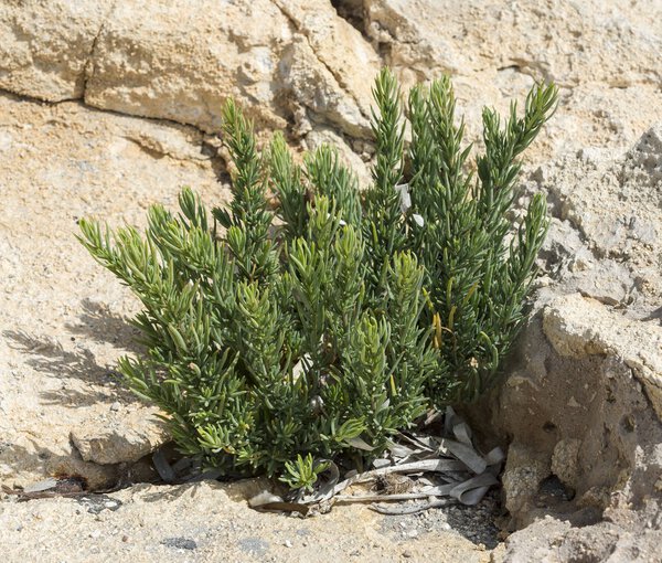 Close-up of the seepweed, Suaeda spicata. It is a Mediterranean plant that grows in saline soils and floodable buckets of the rocky coastline. Photo taken in Santa Pola, Alicante, Spain