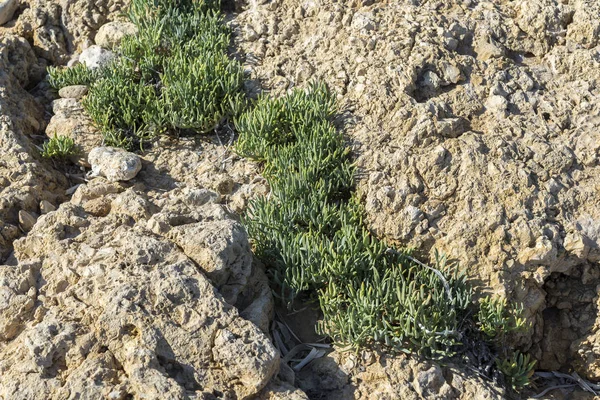 Samphire Rocheux Crithmum Maritimum Sur Une Plage Rocheuse Santa Pola — Photo