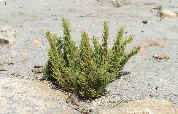 Close Seepweed Suaeda Spicata Mediterranean Plant Grows Saline Soils Floodable — Stock Photo, Image