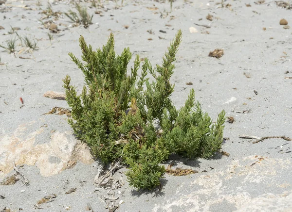Seepweed Spicata의 클로즈업입니다 그것은 해안선의 Floodable 양동이에서 지중해 식물입니다 스페인에서에서 — 스톡 사진