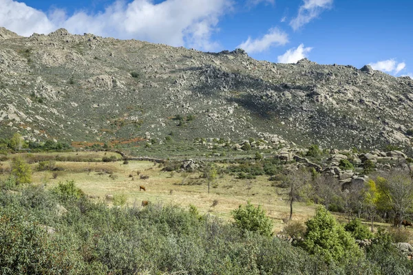 西班牙马德里 Porrones Guadarrama Boalo 山脚下的放牧草地 — 图库照片