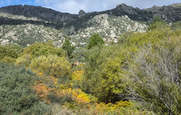 Bosco Salici Nel Torrente Callejas Nella Sierra Los Porrones Guadarrama — Foto Stock