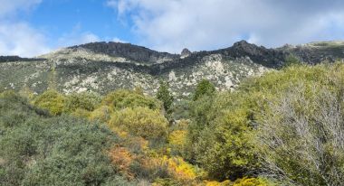 Willow orman Sierra de Los Porrones, Callejas dere Guadarrama dağlar, El Boalo, Madrid, İspanya