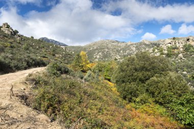 Willow orman Sierra de Los Porrones, Callejas dere Guadarrama dağlar, El Boalo, Madrid, İspanya