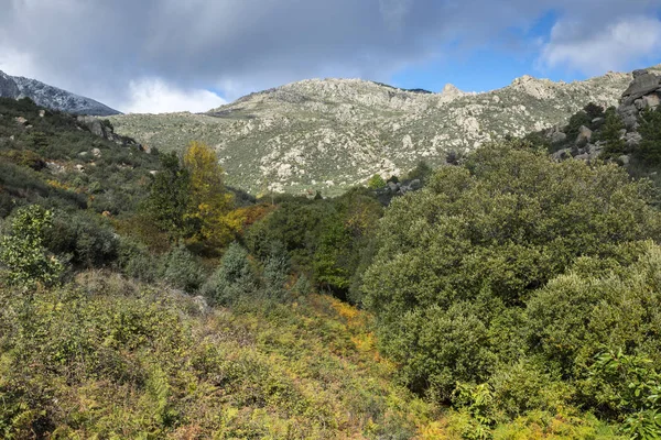 Bosque Sauce Arroyo Callejas Sierra Los Porrones Montañas Guadarrama Boalo — Foto de Stock