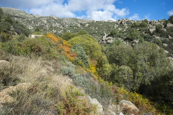 Bosco Salici Nel Torrente Callejas Nella Sierra Los Porrones Guadarrama — Foto Stock