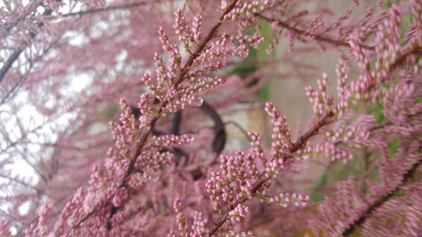 Arbusto Tamarisco Florece Primavera Con Pequeñas Flores Rosadas Ligeramente Esponjosas — Foto de Stock