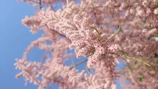 Tamarisk Bokor Virágzik Tavasszal Kis Rózsaszín Virágok Kissé Bolyhos — Stock Fotó