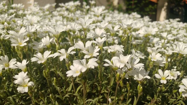 Many Beautiful White Little Wildflowers — Stock Photo, Image