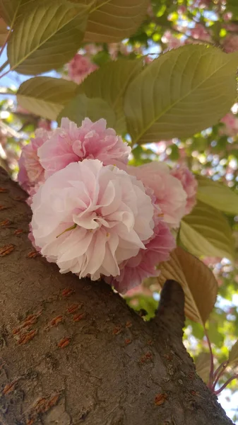 Sakura Baum Mit Rosa Üppigen Blüten Frühling — Stockfoto