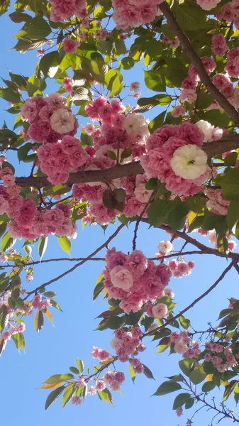 Árbol Sakura Con Flores Exuberantes Color Rosa Primavera —  Fotos de Stock