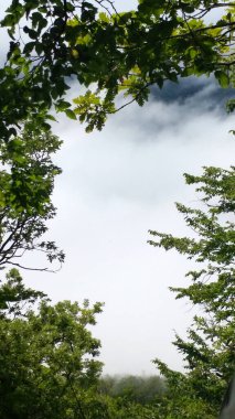 Dağlarda yüksek yeşil orman Yağmurlu havada