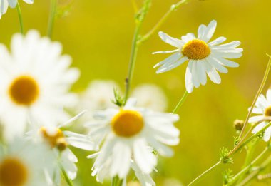 Chamonile çiçek yeşil