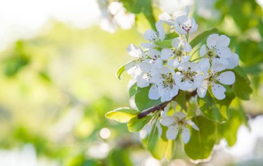 çiçek açması kiraz ağacı dalı 