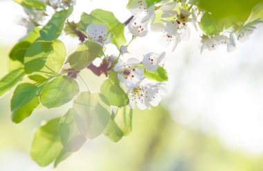çiçek açması kiraz ağacı dalı 