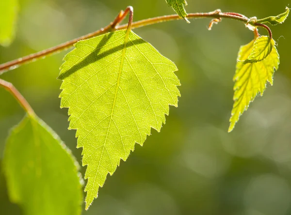 Genç huş ağacı dalı