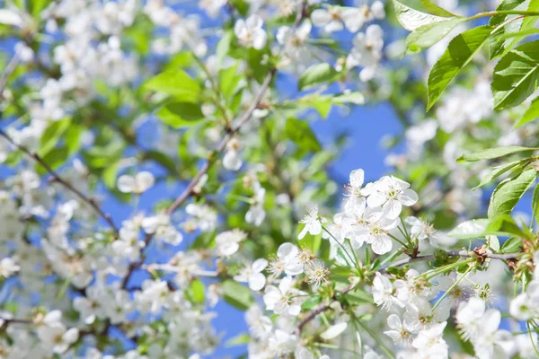 Kiraz çiçek açması ağaç dalları