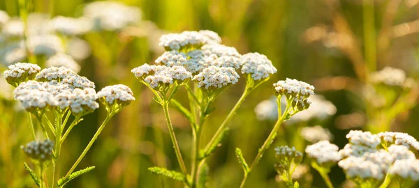 Milfoil fleurs poussant au soleil — Photo