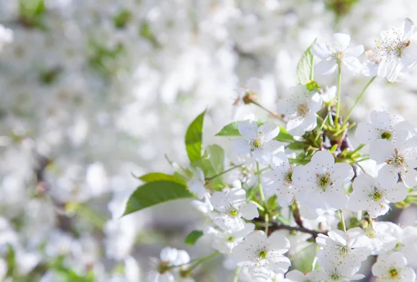 Ramo de árvore de cereja florescente — Fotografia de Stock