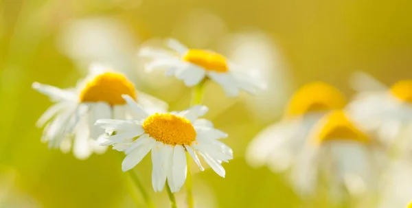緑の Chamonile の花 — ストック写真