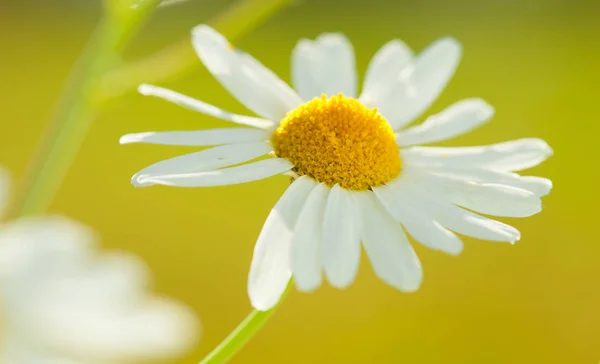 グリーン上の Chamonile の花 — ストック写真