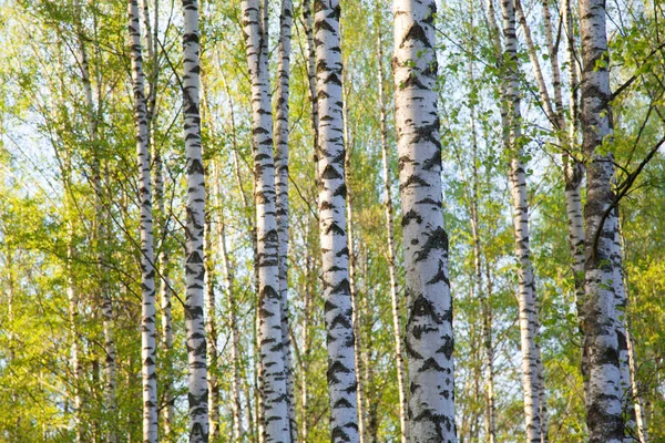 Berken in zonnig park — Stockfoto