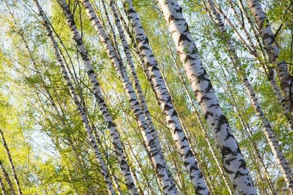 Napos Park Birches — Stock Fotó