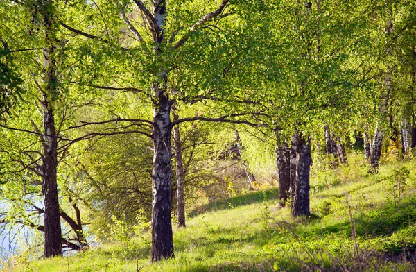 Güneşli parkta ağaç