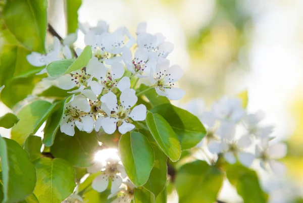 Ramo de árvore de cereja florescente — Fotografia de Stock