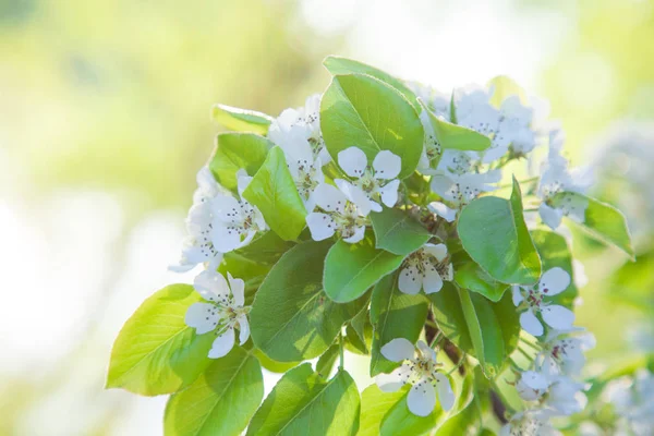 Blossoming cherry tree branch — Stock Photo, Image
