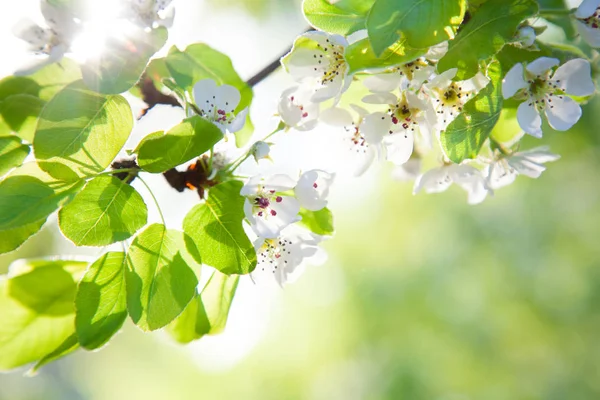 çiçek açması kiraz ağacı dalı 