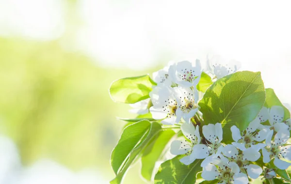 満開の桜の木の枝 — ストック写真