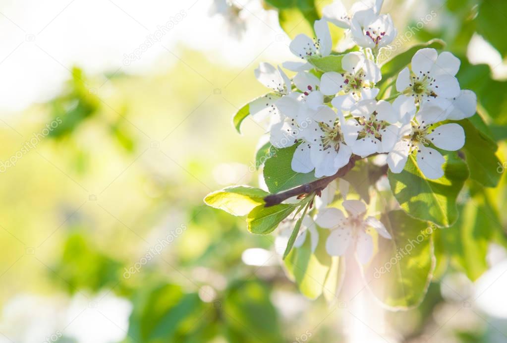 Blossoming cherry tree branch 