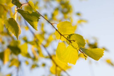 Huş ağacı yaprakları güneş ışığı