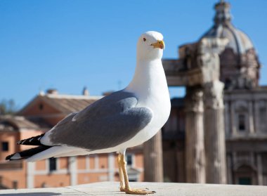 Büyük beyaz martı