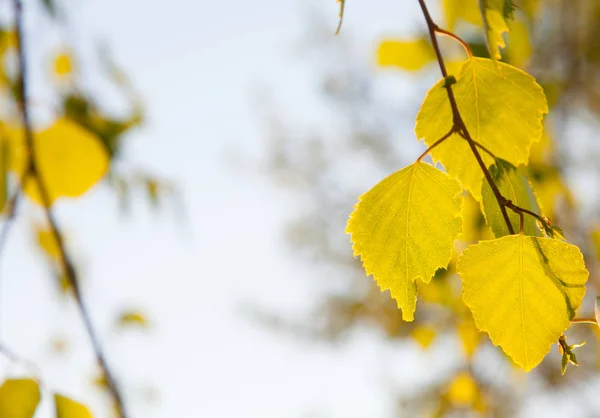 Birch leaves in sunlight — Stock Photo, Image