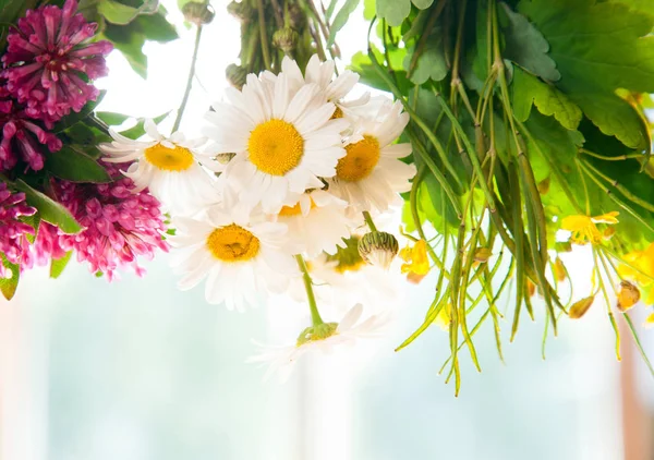 Taze kırlangıçotu, papatya ve yonca 