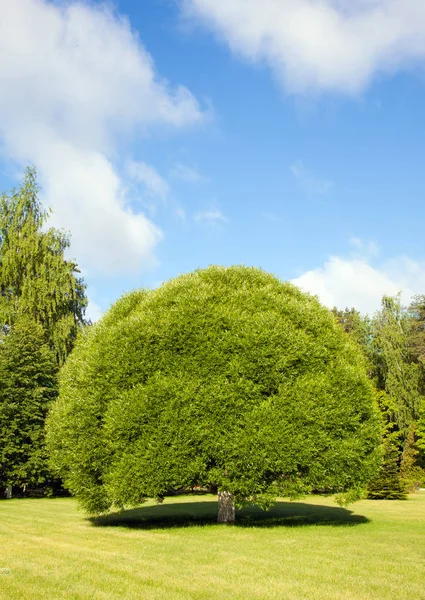 Green tree and blue sky — Stock Photo, Image