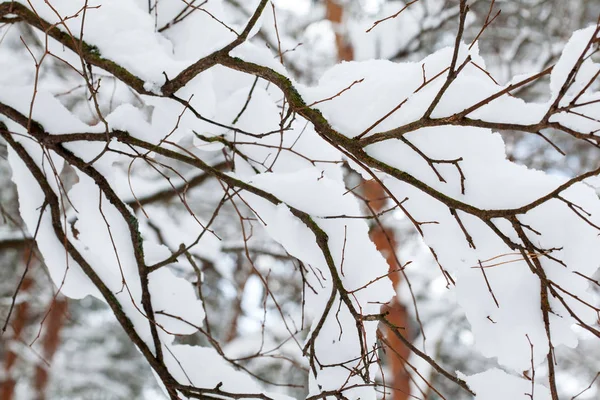 Drzewa pokryte puszystym śniegu — Zdjęcie stockowe
