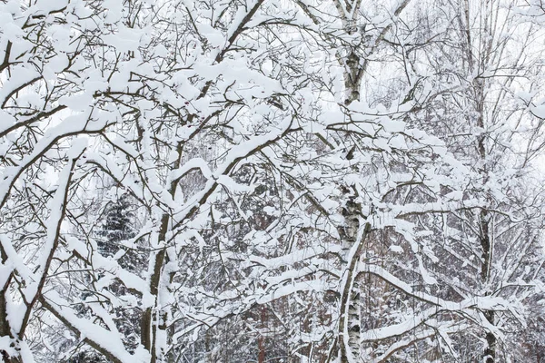 挂满树梢，新鲜的雪 — 图库照片