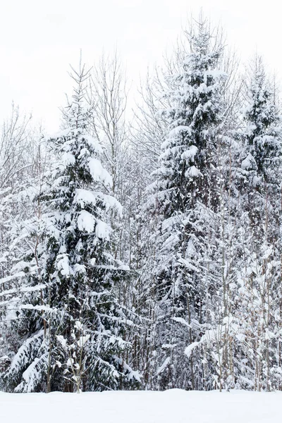 Árvores cobertas de neve fresca — Fotografia de Stock