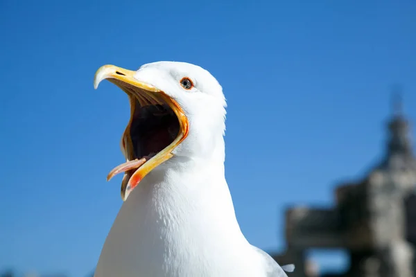 Зов белой чайки — стоковое фото