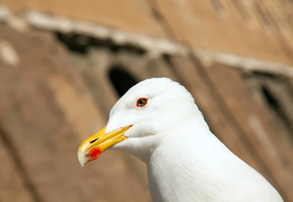 白色海鸥的头 — 图库照片